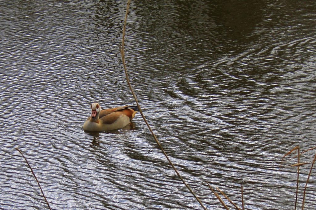 Watervogels